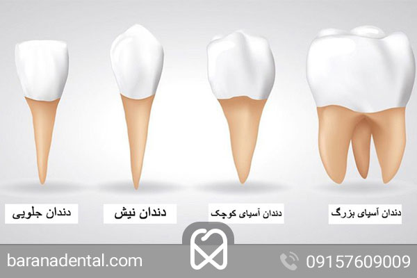 انواع دندان و نام هریک از آن ها
