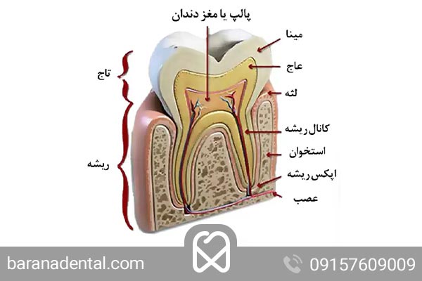 آناتومی دندان