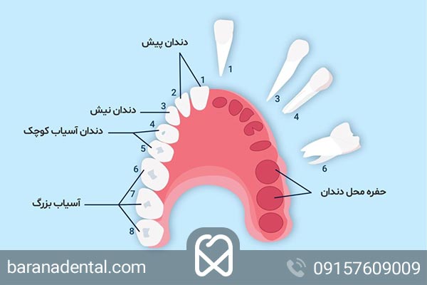 شماره دندان ها